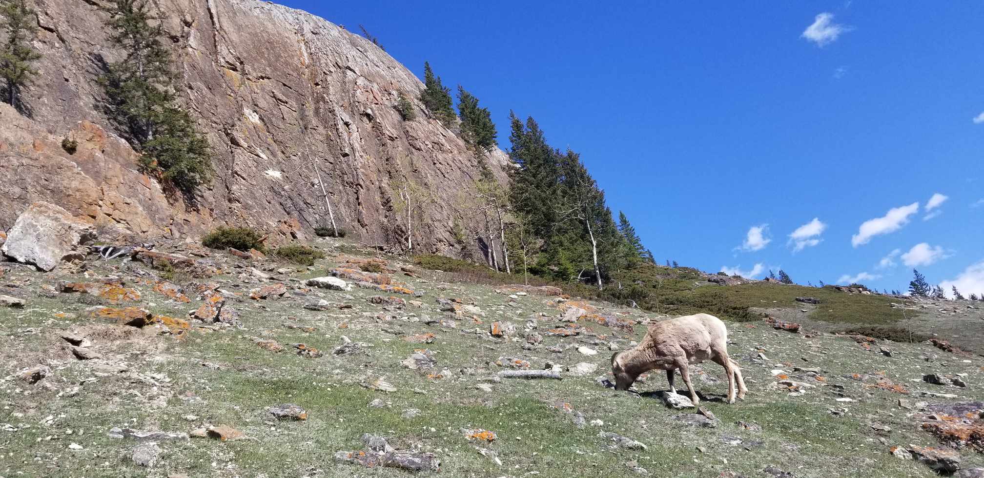 A mountain goat samples the local flora.